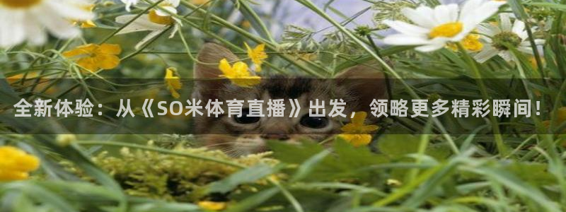 篮球so米直播：全新体验：从《SO米体育直播》出发，领略更多精彩瞬间！